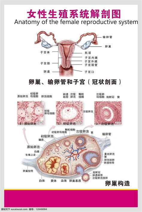 女人的生殖器|小知识:女性生殖系统